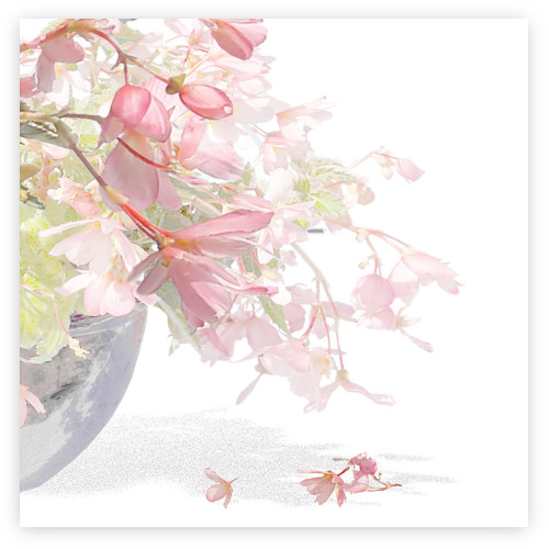 Begonia Waterfall