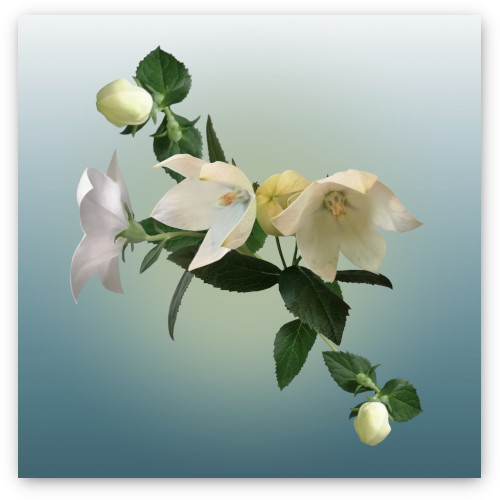 Platycodon