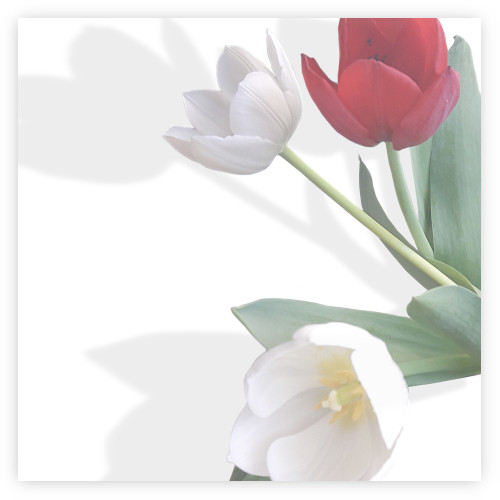 Tulp