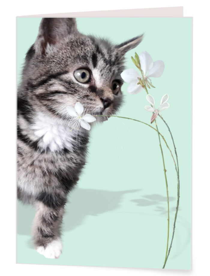 Kitten tussen gaura