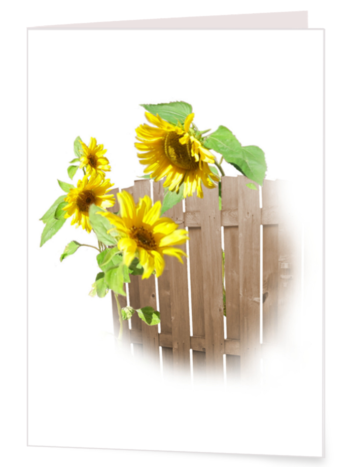 Zonnebloemen