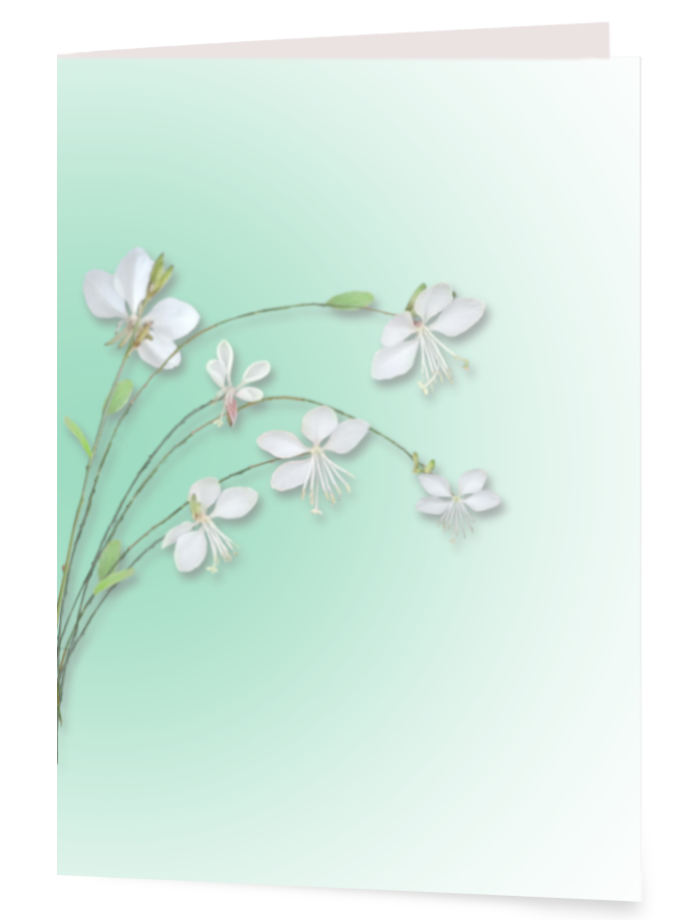 Gaura Lindheimeri