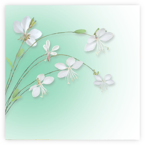 Gaura Lindheimeri