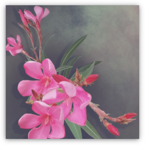 Oleander