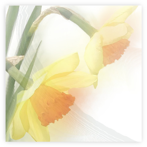Narcis