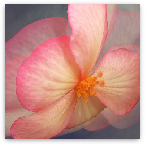 Begonia Wervelende Vlinder