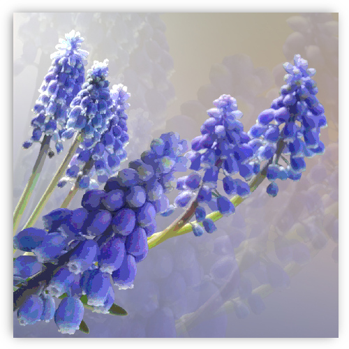 Blauwe druif in zonlicht
